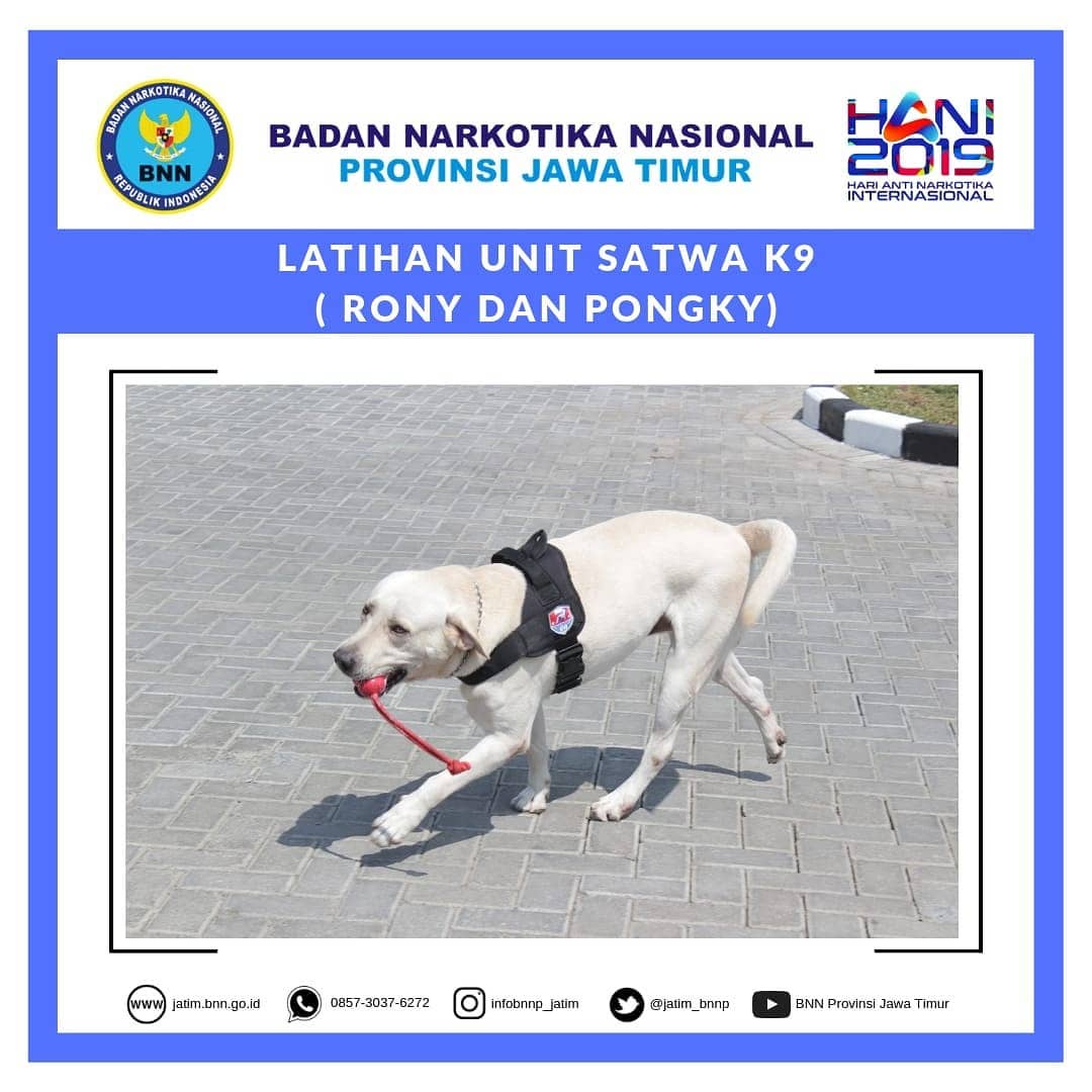 BNNP Jatim memiliki 2 ekor Satwa K9 BNNP Jatim memiliki 2 ekor Satwa K9