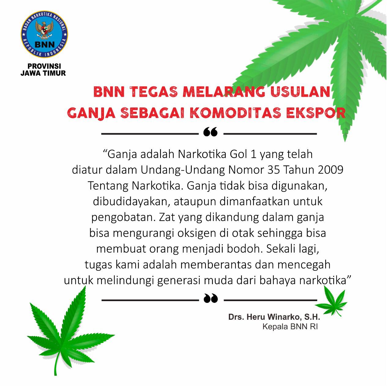 BNN Tegas Melarang Usulan Ganja Sebagai Komoditas Ekspor BNN Tegas Melarang Usulan Ganja Sebagai Komoditas Ekspor