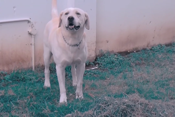 seputar kegiatan Rony, Pongky dan Mas pawang K9 BNN, yuk disimak! Video ini diambil sebelum pandemi corona ada ya guys..