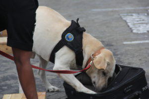 Demonstrasi K9 Demonstrasi K9